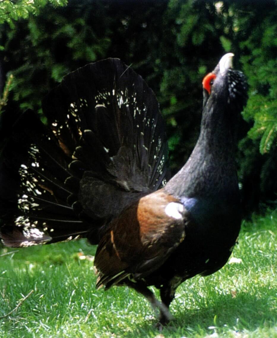 Imagen - De las subespecies peninsulares es el urogallo cantábrico (T. u. cantabricus) la que tiene las peores perspectivas de futuro a medio plazo pues sus poblaciones comienzan a estar aisladas entre sí sin posibilidad de renovación genética.