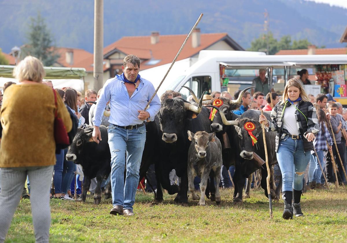 Dos ganaderos guían un rebaño de vacas en la Olimpiada del Tudanco celebrada el año pasado en Cabezón de la Sal.