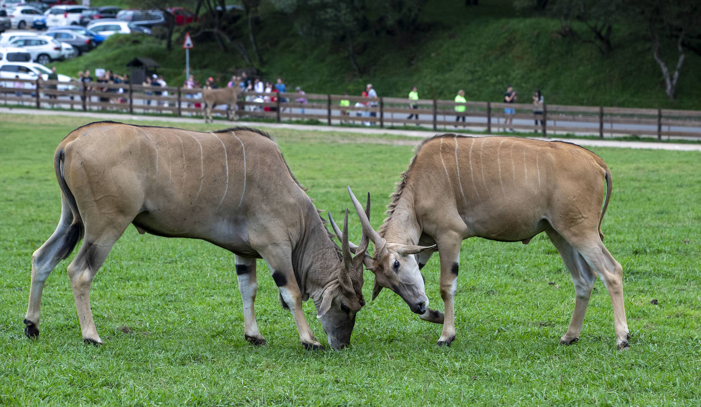 La visita deparó imágenes llamativas de los animales.