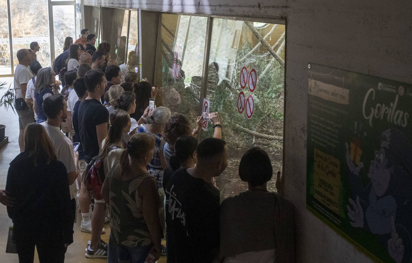 El público, en el recinto de los gorilas.