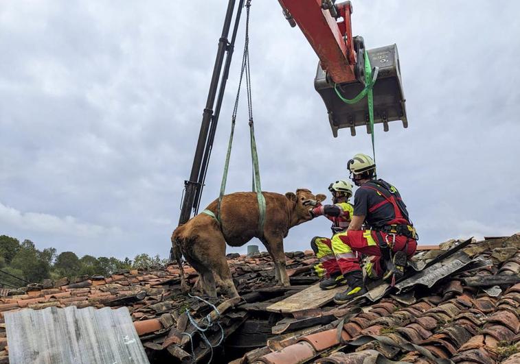 Momento del rescate de una de las vacas.