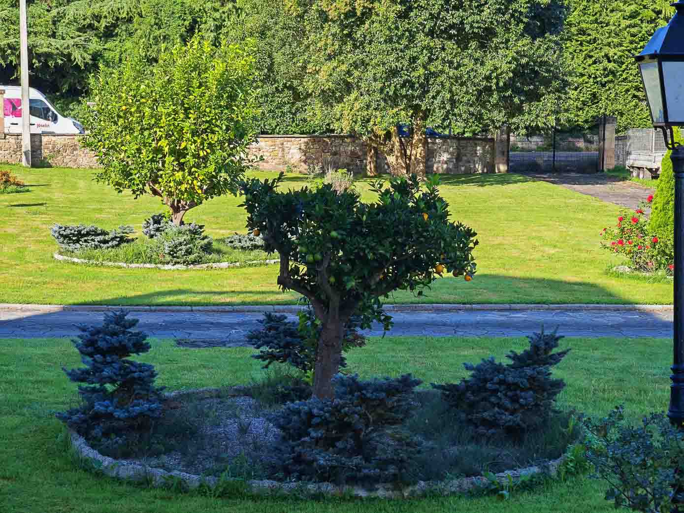 Un naranjo, plantado en en el jardín de la casona. 