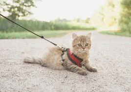 ¿Te planteas sacar a pasear a tu gato por la calle? Sigue estos consejos