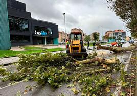 En Monte, la carretera permanece cortada mientras las operarios retiran un árbol.