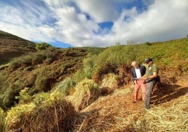 Actuación de eliminación de plumeros en la zona de los acantilados de Isla.