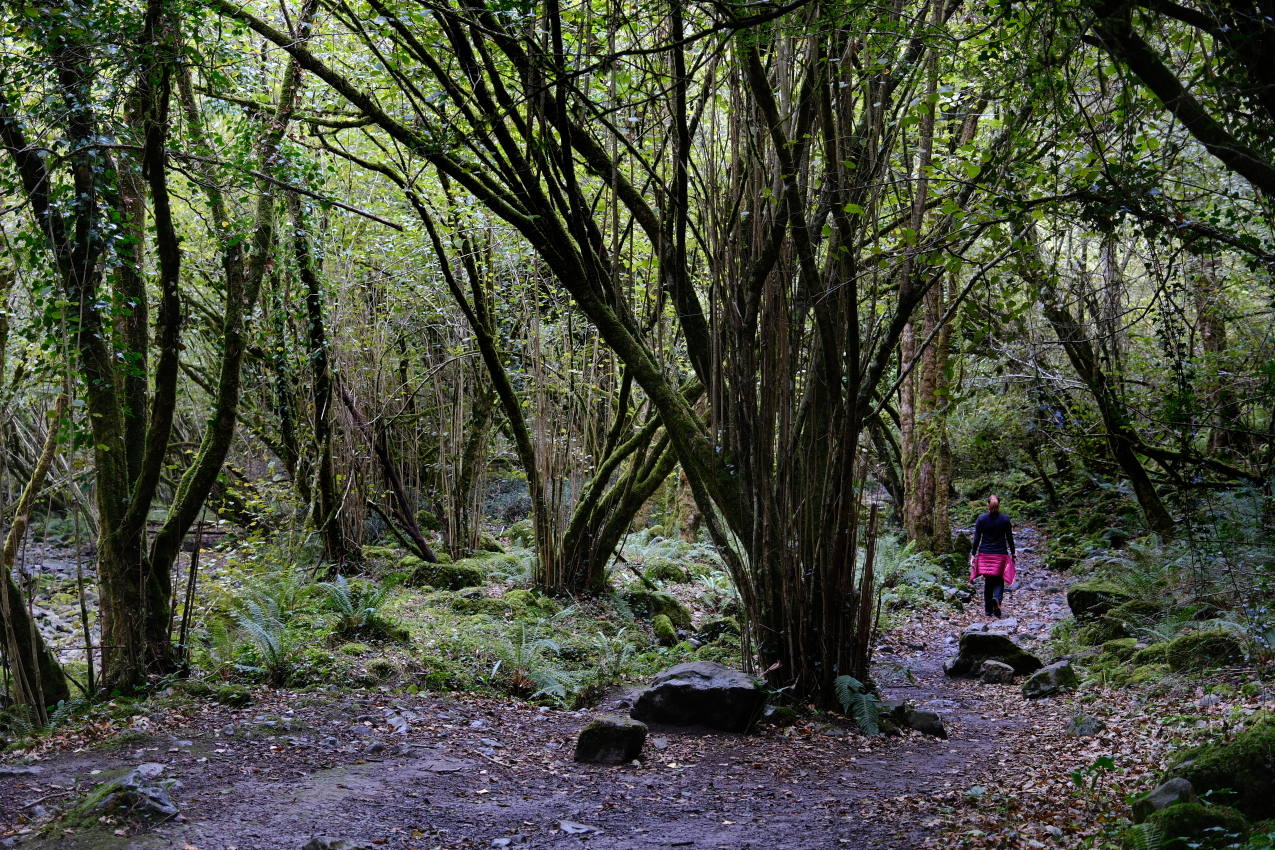 En este punto, el bosque se vuelve denso y comienza el paseo hasta el Churrón de Borleña