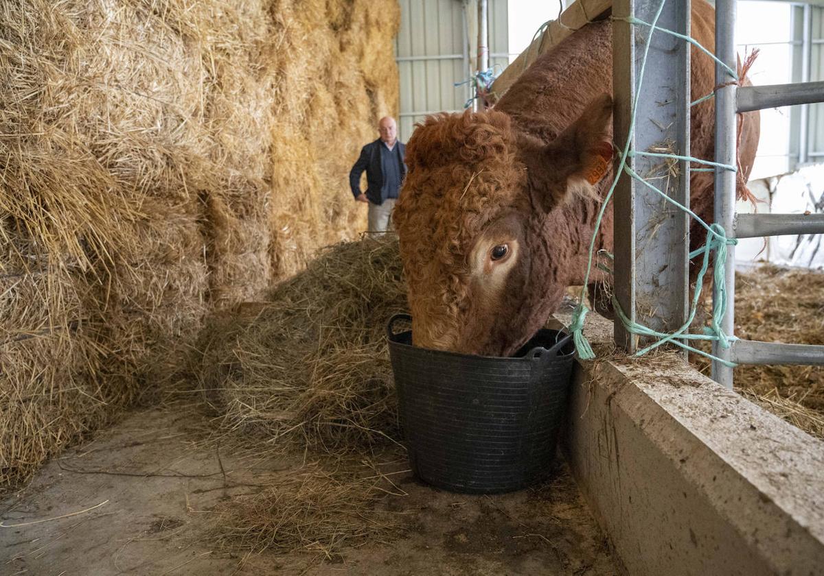 Un toro de una ganadería de Entrambasaguas, infectado por la enfermedad hemorrágica epizoótica.