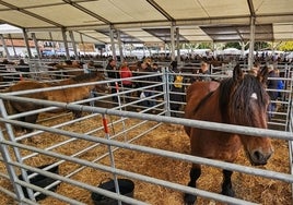 En el recinto hubo en esta ocasión más caballos que vacas