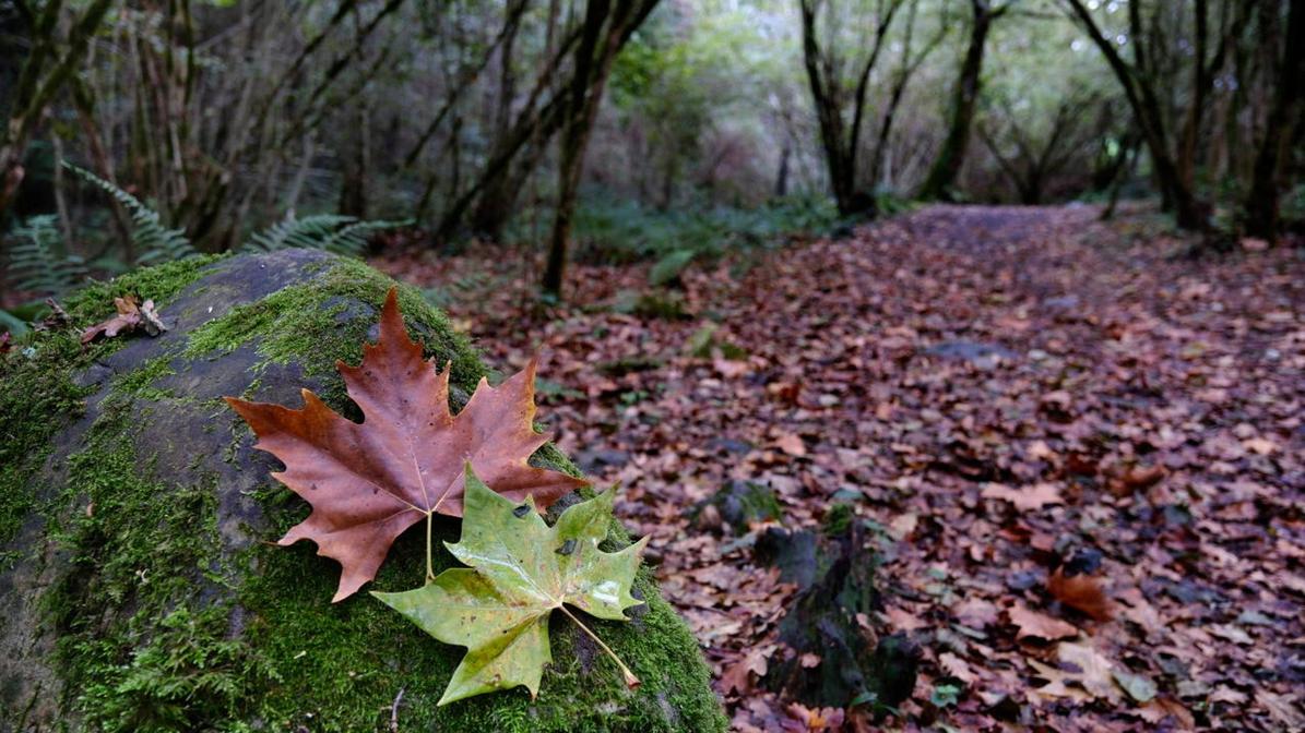 Paseos entre las hojas de cuatro bosques de Cantabria