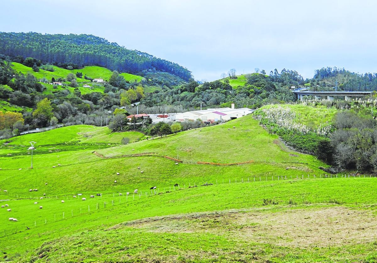 El terreno en el que se proyecta construir la planta de paneles fotovoltaicos en Las Navas.