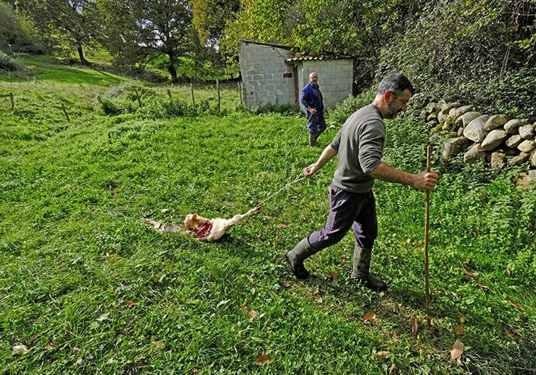 Manuel Herrero arrastra al ternero carcomido por los lobos en su finca en Ruente.