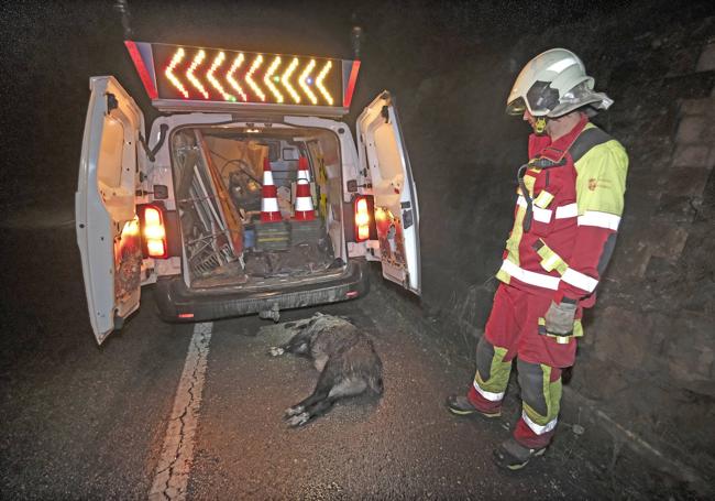 Un bombero observa el jueves por la noche el jabalí muerto.