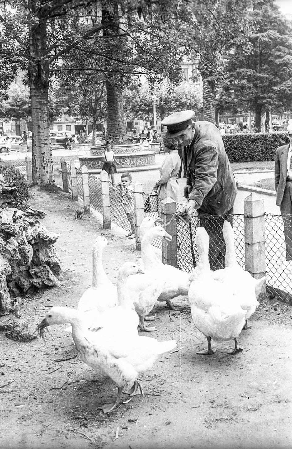 El vigilante de parques y jardines. Ocas en los Jardines de Pereda, 1963.