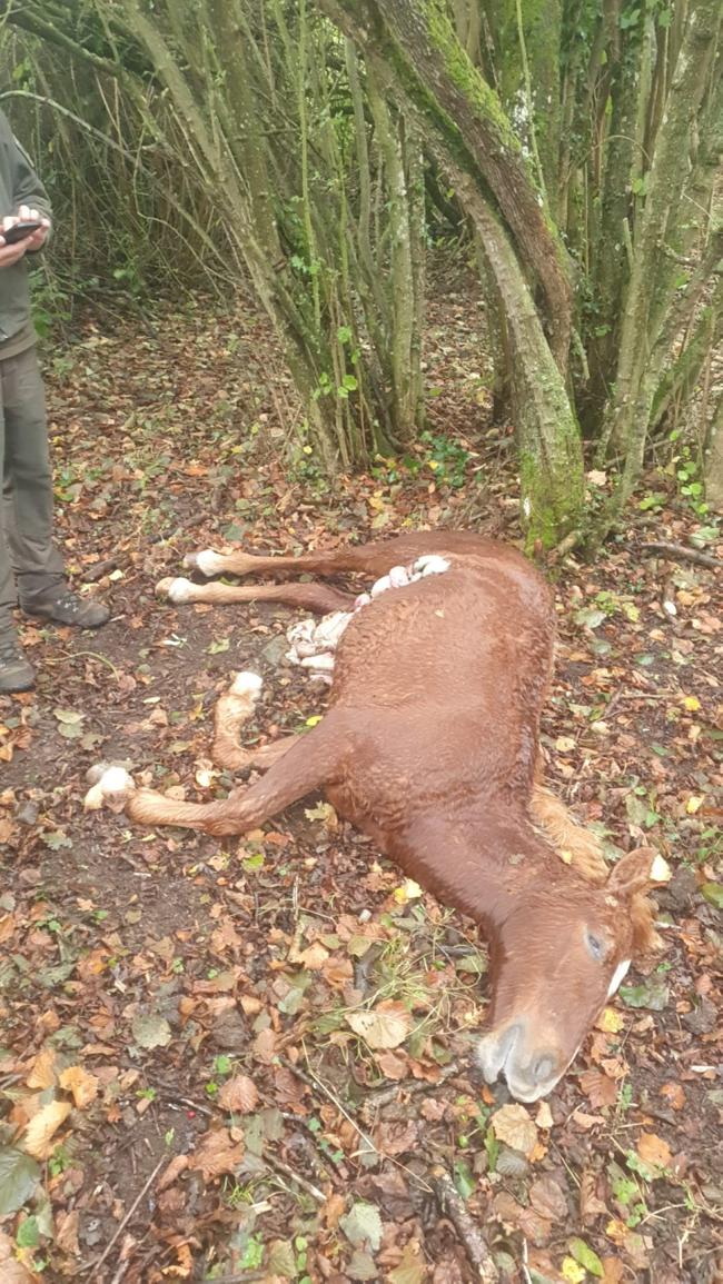 Restos de un potro de Emilio Macho Balbás matado por los lobos.