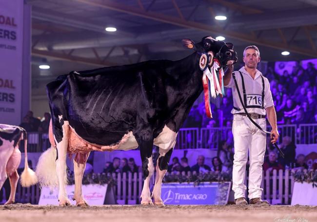 La vaca más laureada viajó hasta Lombardía.