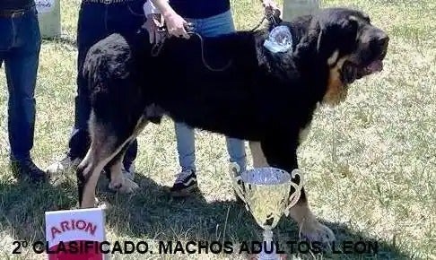 Segundo mejor clasificado de macho adulto.