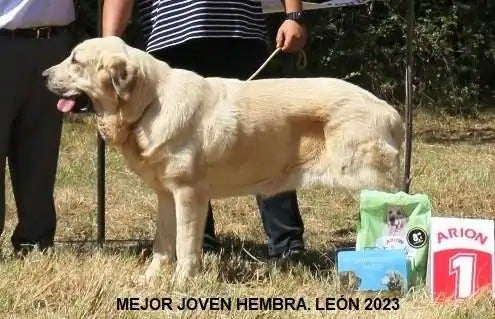 Mejor hembra joven de mastín del año.