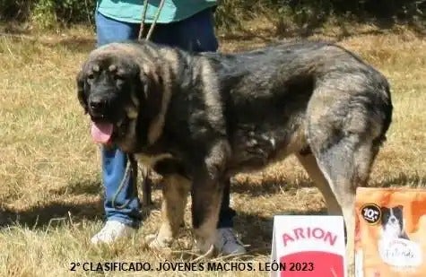 Segundo clasificado de joven macho de 2023.