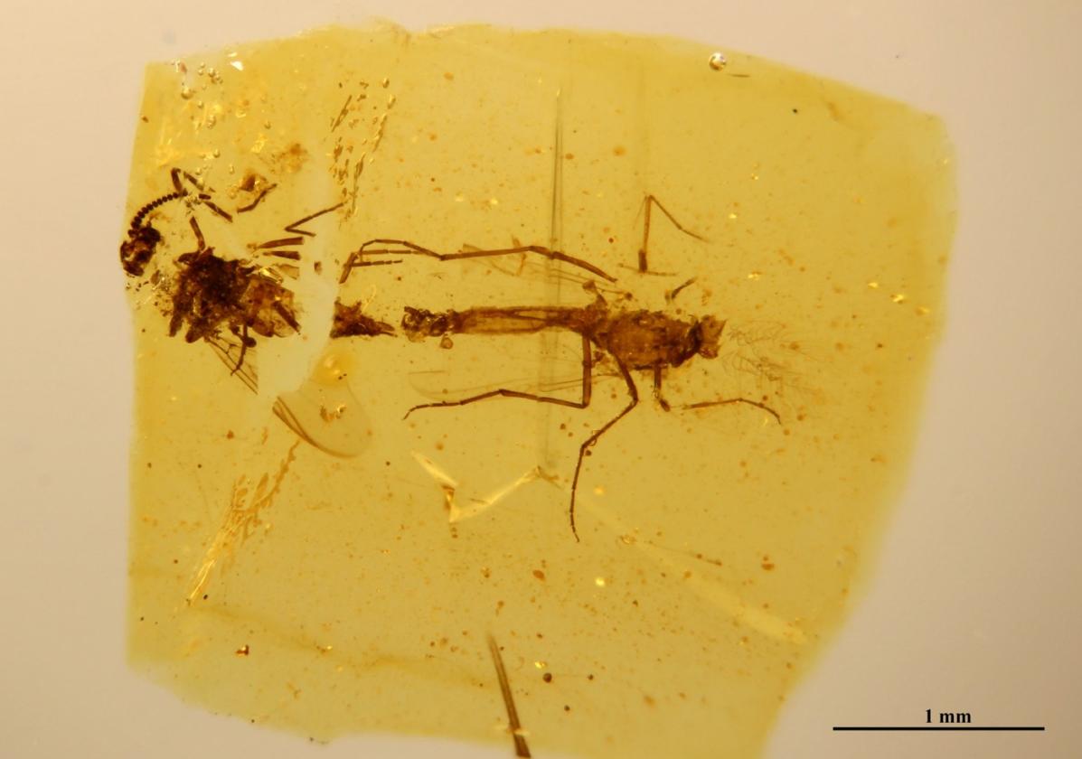 Una escena «extremadamente rara» de encontrar en un fósil: dos mosquitos en cópula.