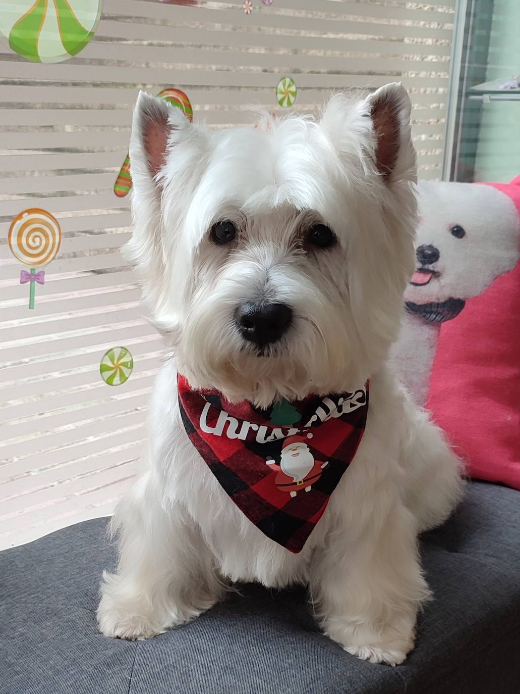 Lucas, el eterno cachorro, desbordará de emoción al descubrir su regalo navideño, convirtiendo la noche en una fiesta inolvidable.