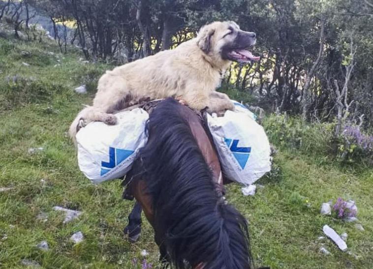 Imagen de Chulo sobre un caballo, cedida por el ganadero.