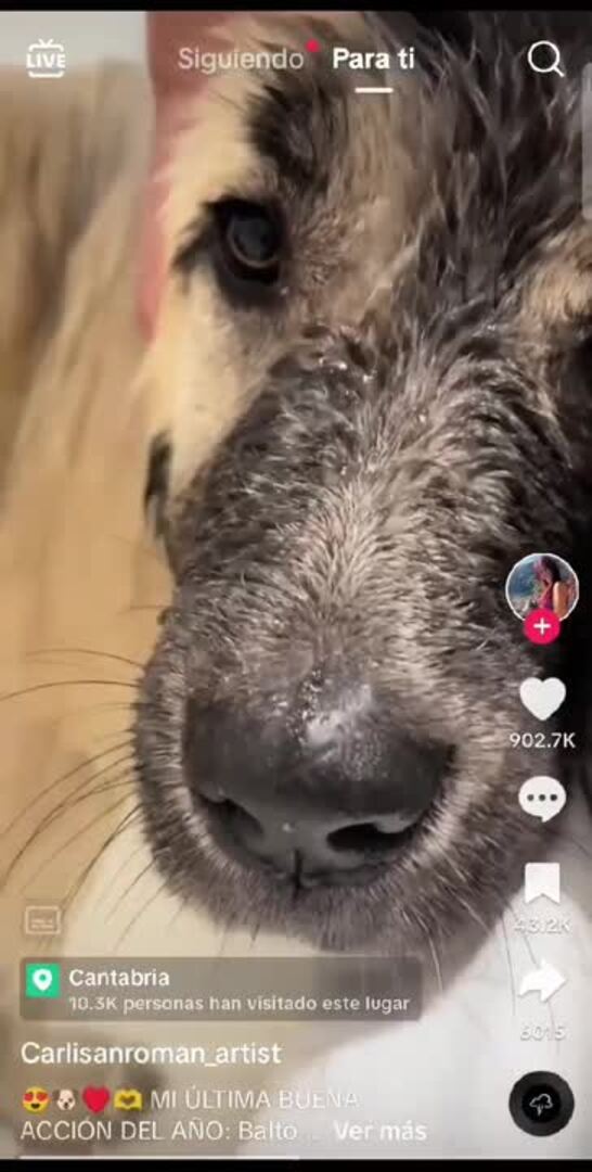 Así recogió al perro Carla San Román