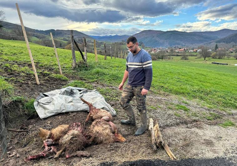 Daniel Sánchez junto a las ovejas que mató el lobo en una finca de Ucieda.