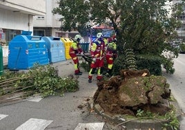 Trabajos de retirada del árbol por parte de los bomberos del parque de emergencias.