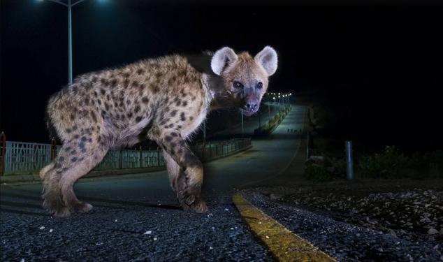 1. Titulada "Carretera de hienas", esta fotografía captó a uno de los miembros del grupo familiar de hienas conocido como Highway Clan en la ciudad de Harar, Etiopía.