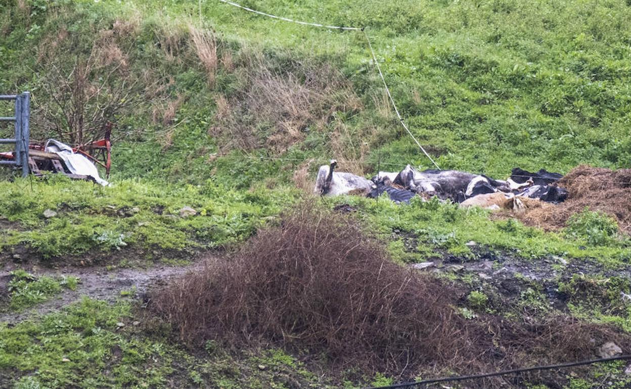 Los cadáveres de las doce vacas muertas están apilados en un lateral de la estabulación a la espera de su retirada. 