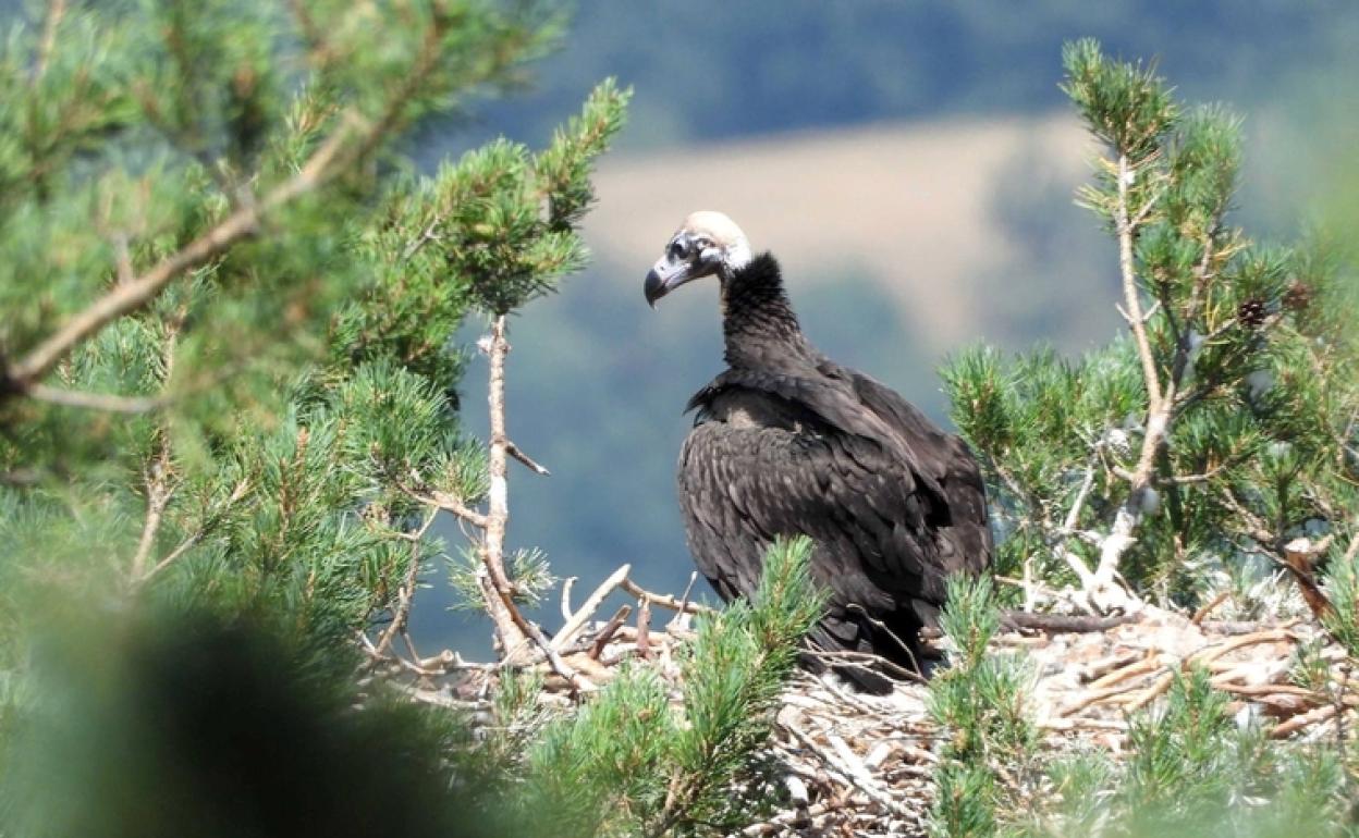 Buitre negro nacido en la Sierra de la Demanda en 2021, en su nido de Tolbaños de Arriba (Burgos).