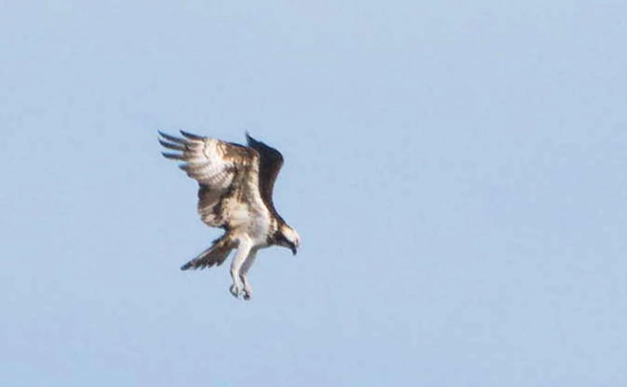 Nueve ejemplares de águila pescadora pasan el invierno en Cantabria | El  Diario Montañés