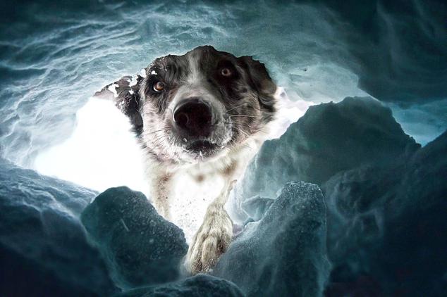 "El perro de rescate en avalanchas". 