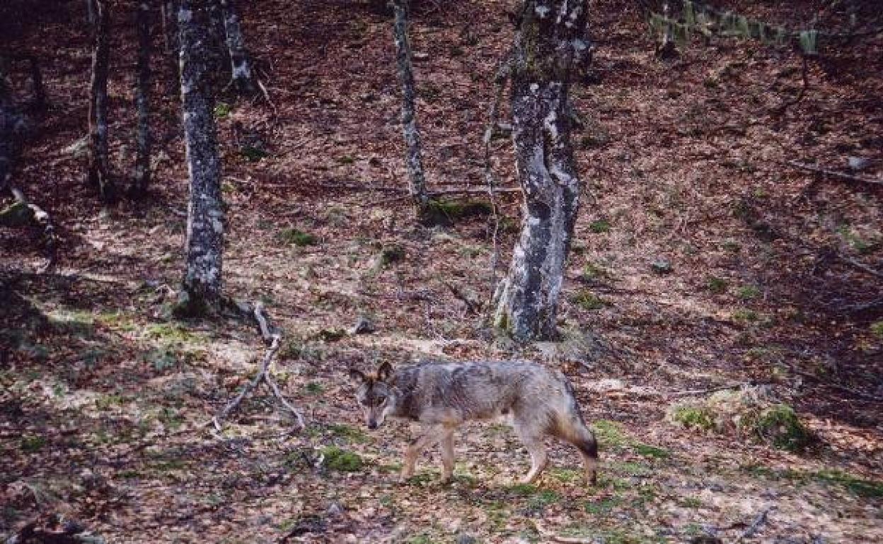 Lobo grabado en un bosque asturiano utilizando una de las cámaras que tiene desplegadas el Fapas. 