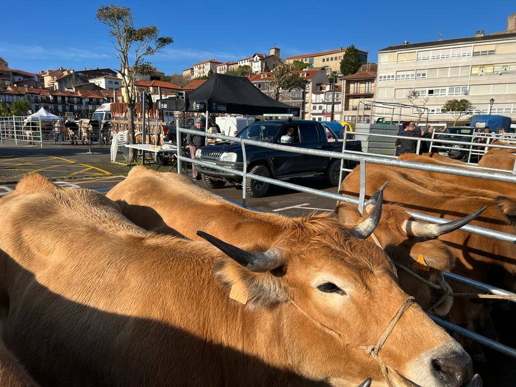 Los ganaderos acercaron sus reses al paseo marítimo de San Vicente de la Barquera.