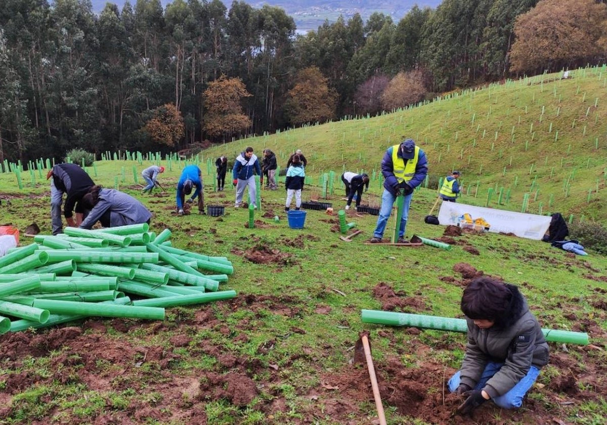 Cuarenta voluntarios participaron en la última acción de reforestación.