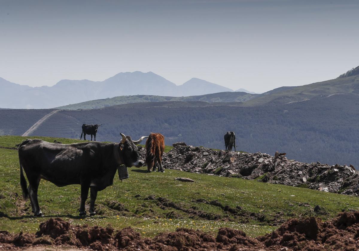 Unas vacas pacen en una finca situada frente a la sierra de El Escudo, donde se instalará uno de los parques eólicos.