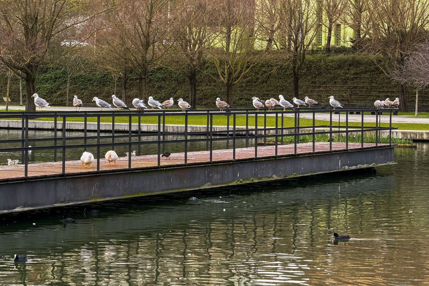 Las gaviotas se adueñan de la pasarela que entra en el lago artificial, que está cerrado al público.