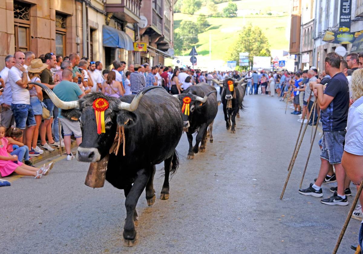 Pasá de tudancas en Cabezón de la Sal.