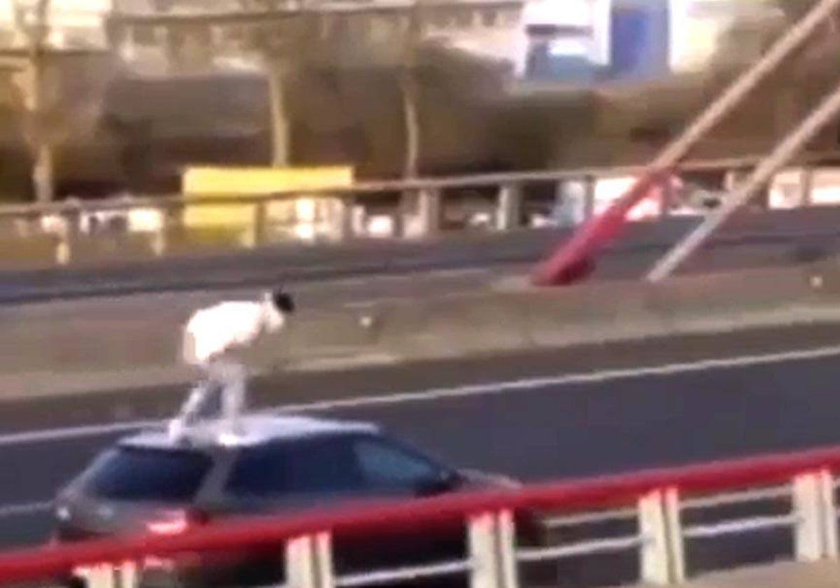 El protagonista del vídeo, segundos antes de saltar del puente a la ría de Asón