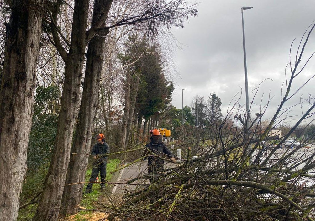 Naturaleza y Hombre retira 46 árboles sin posibilidad de