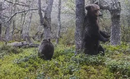 Un oso se rasca el lomo contra un árbol.