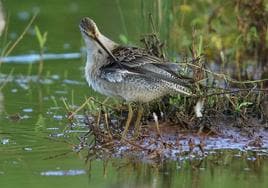 Rutas para conocer las aves de las marismas de Noja, Colindres y Astillero