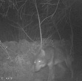 Vuelve el lobo a Barcenillas