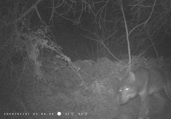 Vuelve el lobo a Barcenillas