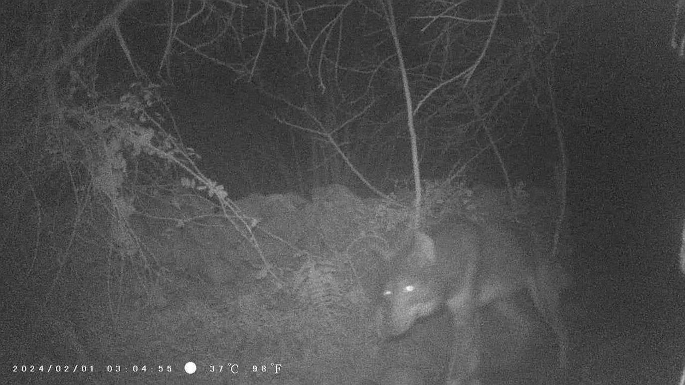 Vuelve el lobo a Barcenillas