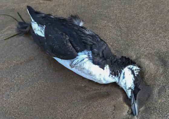 Imagen de uno de los ejemplares encontrados en El Sardinero.