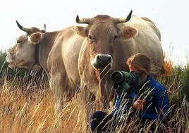 Avistamiento de fauna con dos vacas detrás en Liébana.