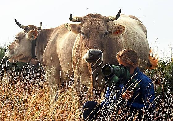 Avistamiento de fauna con dos vacas detrás en Liébana.