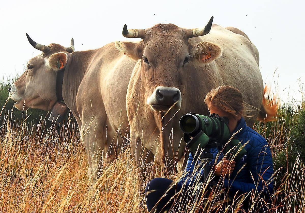 Avistamiento de fauna con dos vacas detrás en Liébana.